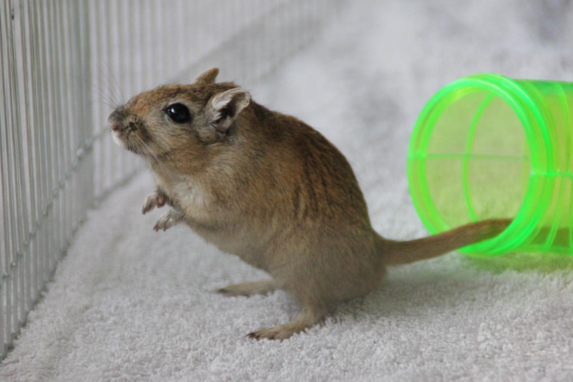 Ørkenrotte Chap billede 13