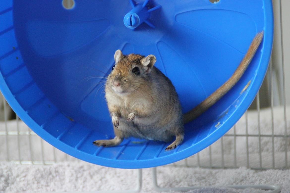 Ørkenrotte Chap billede 1