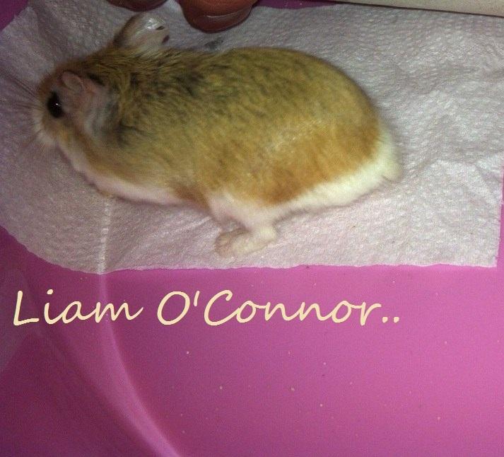 Dværghamster Liam O'Connor billede 4