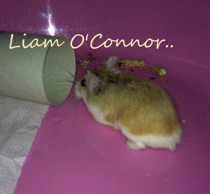 Dværghamster Liam O'Connor billede 5