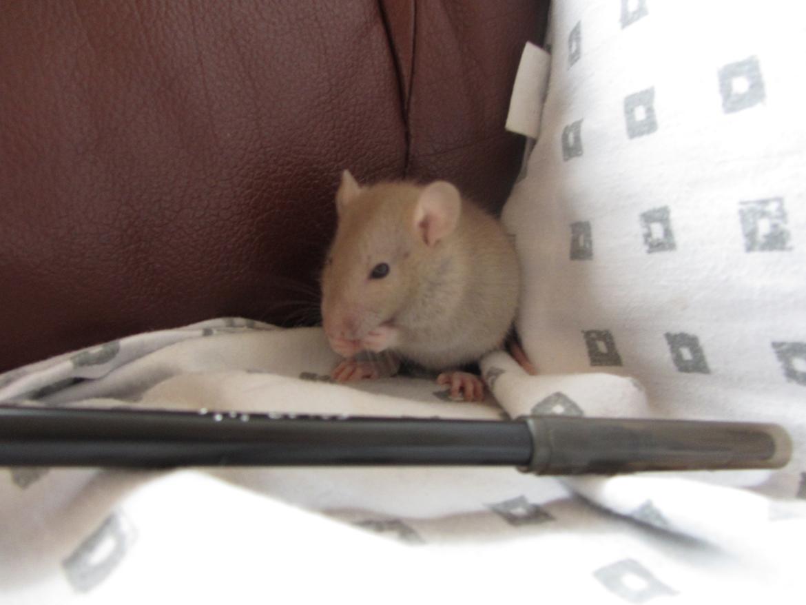 Tamrotte Tay RIP - 3 unger gammel. billede 1