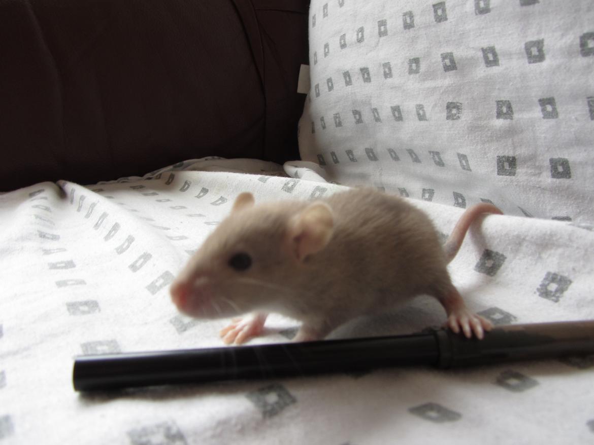 Tamrotte Tay RIP - 3 uger gammel. billede 2