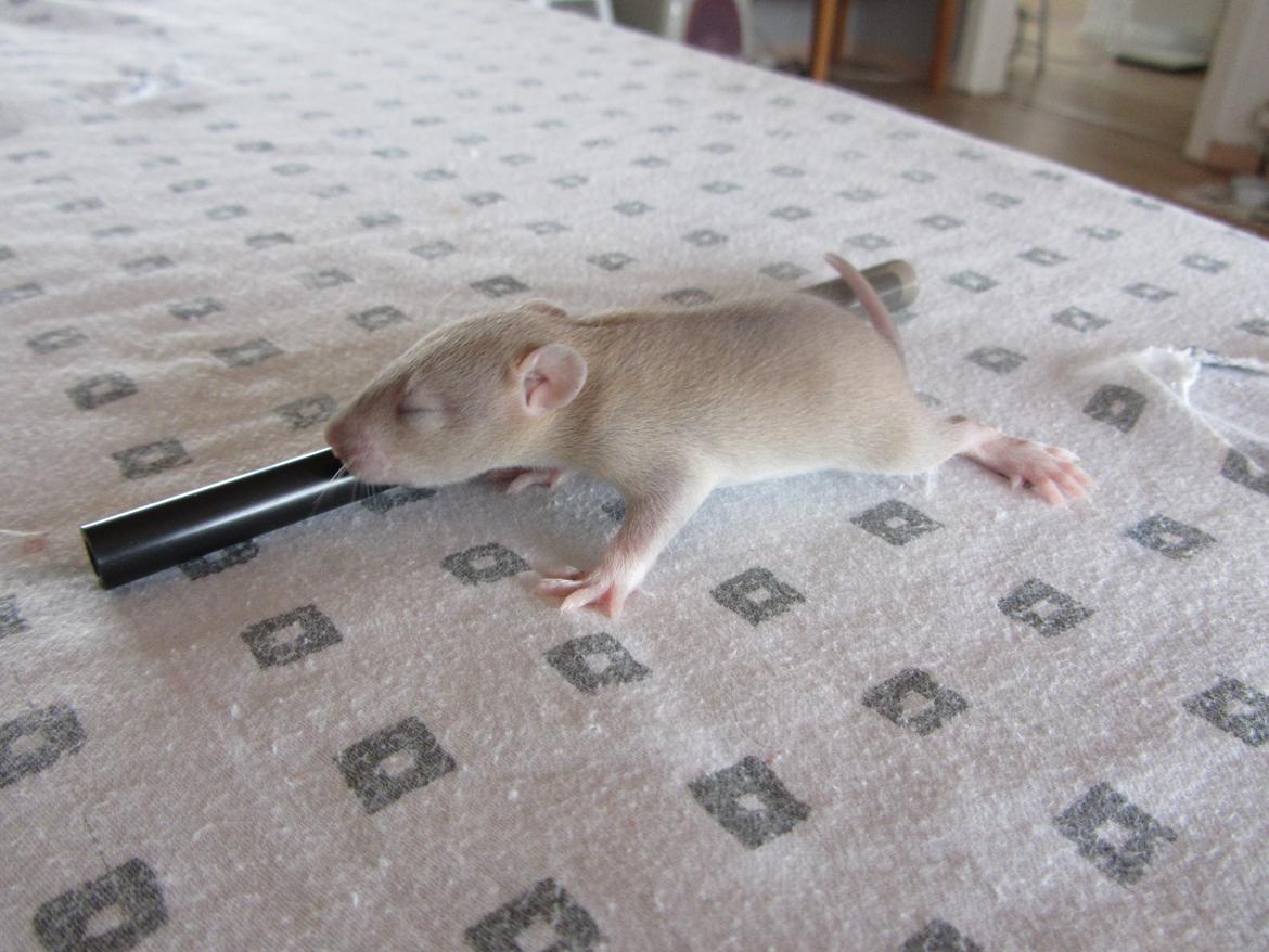 Tamrotte Tay RIP - 2 uger gammel. billede 3