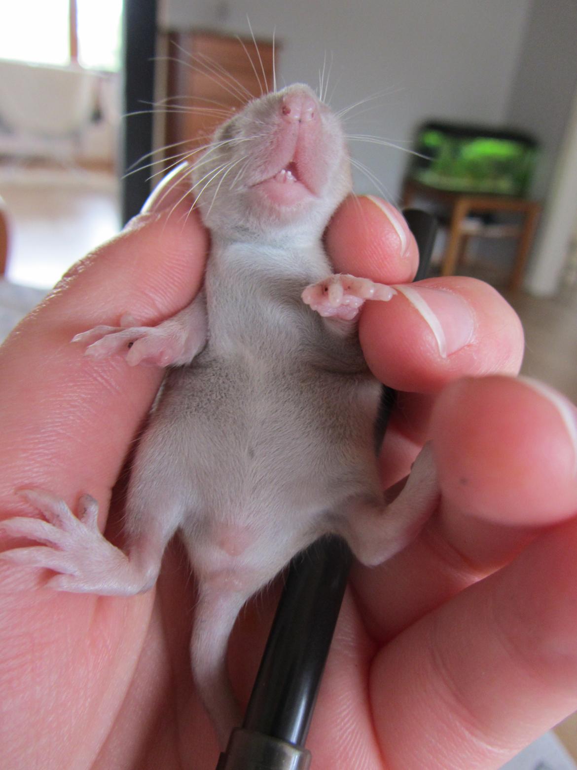 Tamrotte Tay RIP - 2 uger gammel. billede 4