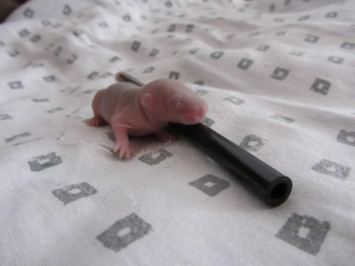 Tamrotte Tay RIP - 1 uge gammel. billede 5