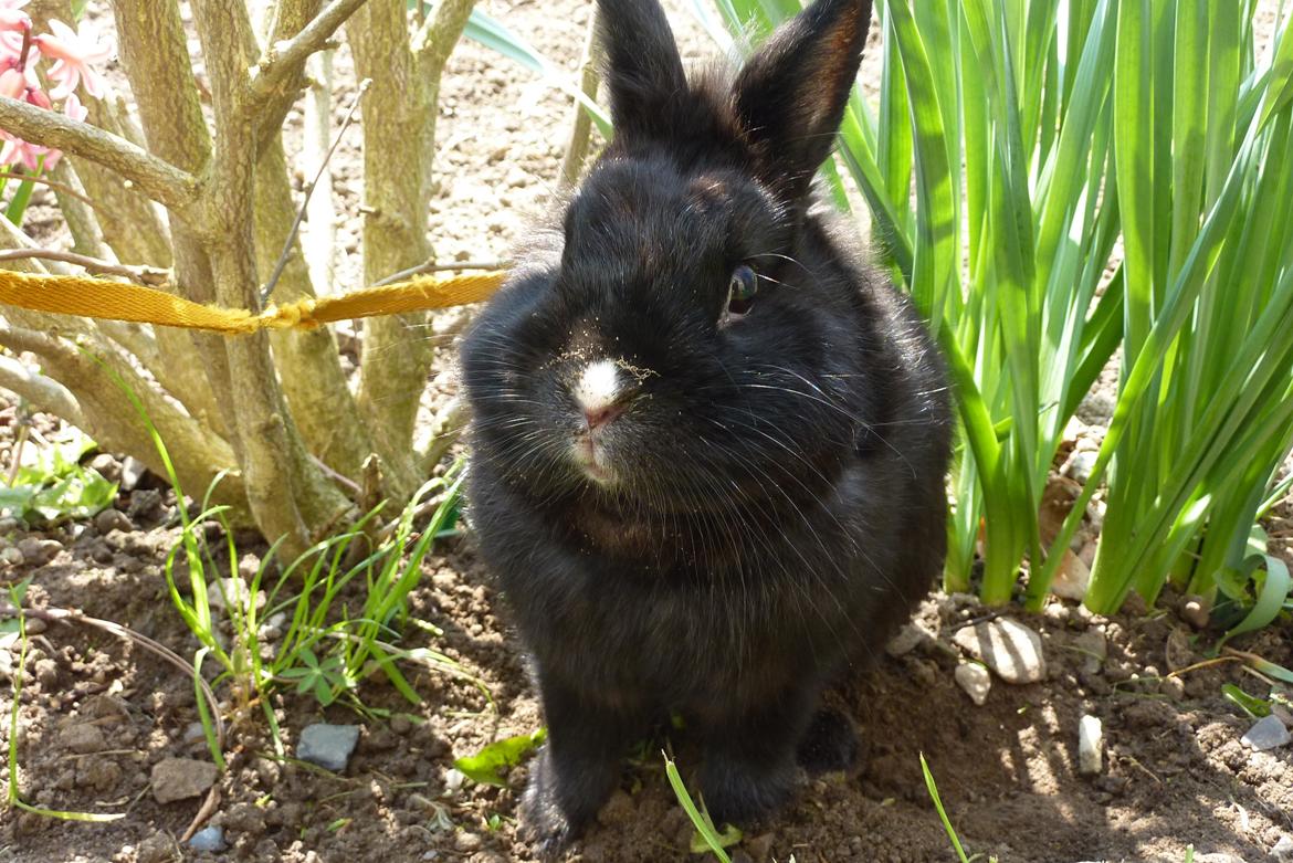 Kanin | Blacky  billede 22