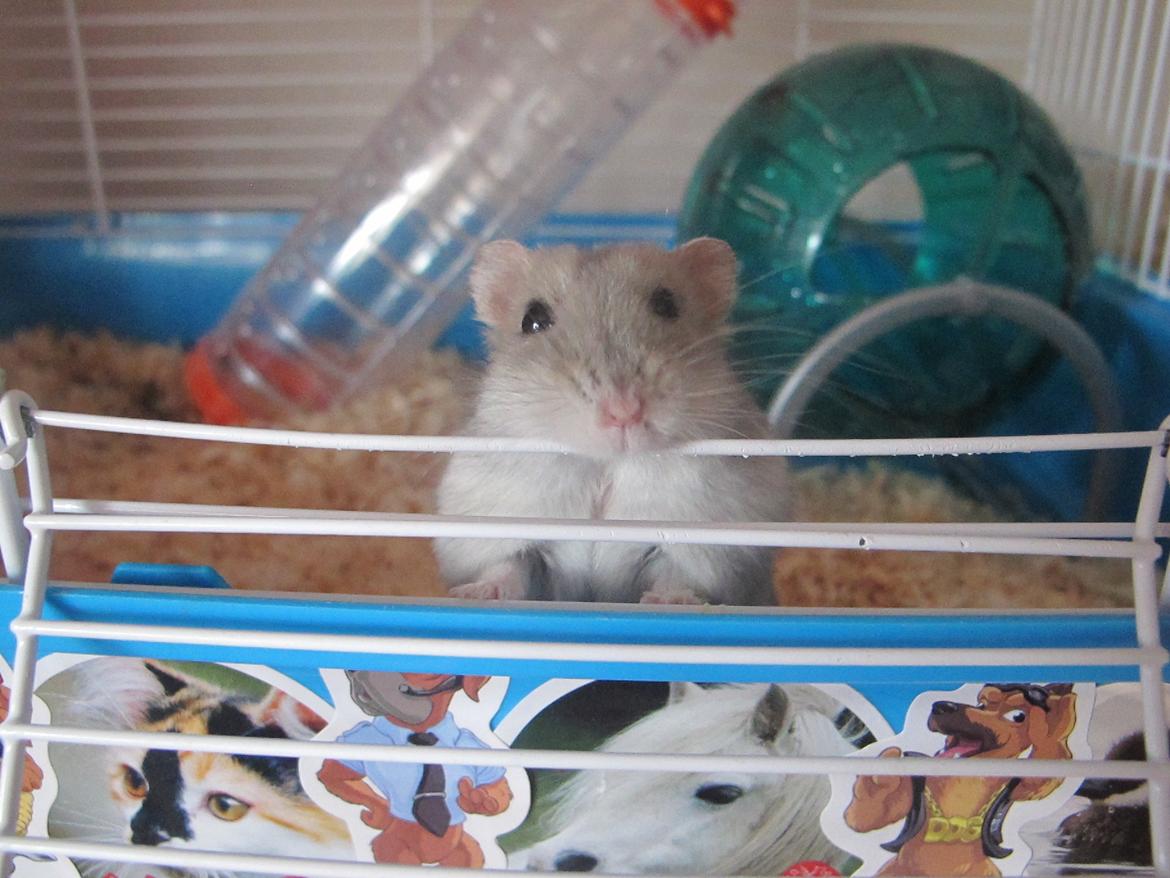 Dværghamster Bimmer ¤ Tykke ¤ - Velkommen til Bimmer profil <3 billede 1