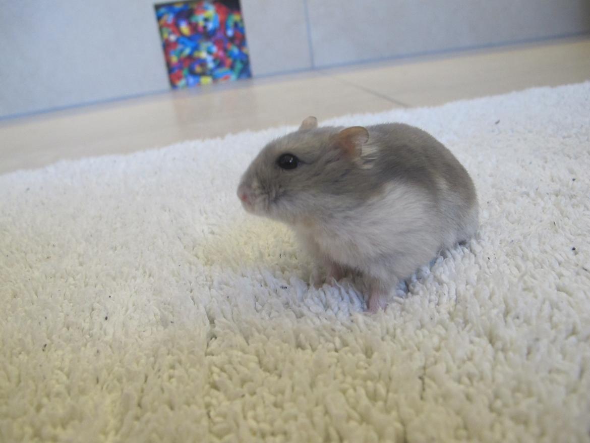 Dværghamster Bimmer ¤ Tykke ¤ - Lækker gulvmåtte <3 billede 2
