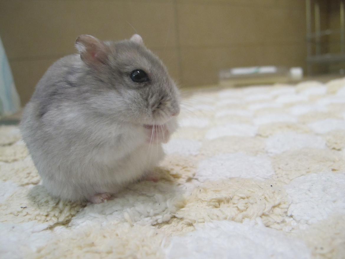 Dværghamster Bimmer ¤ Tykke ¤ - Han vasker sig lige <3 billede 18