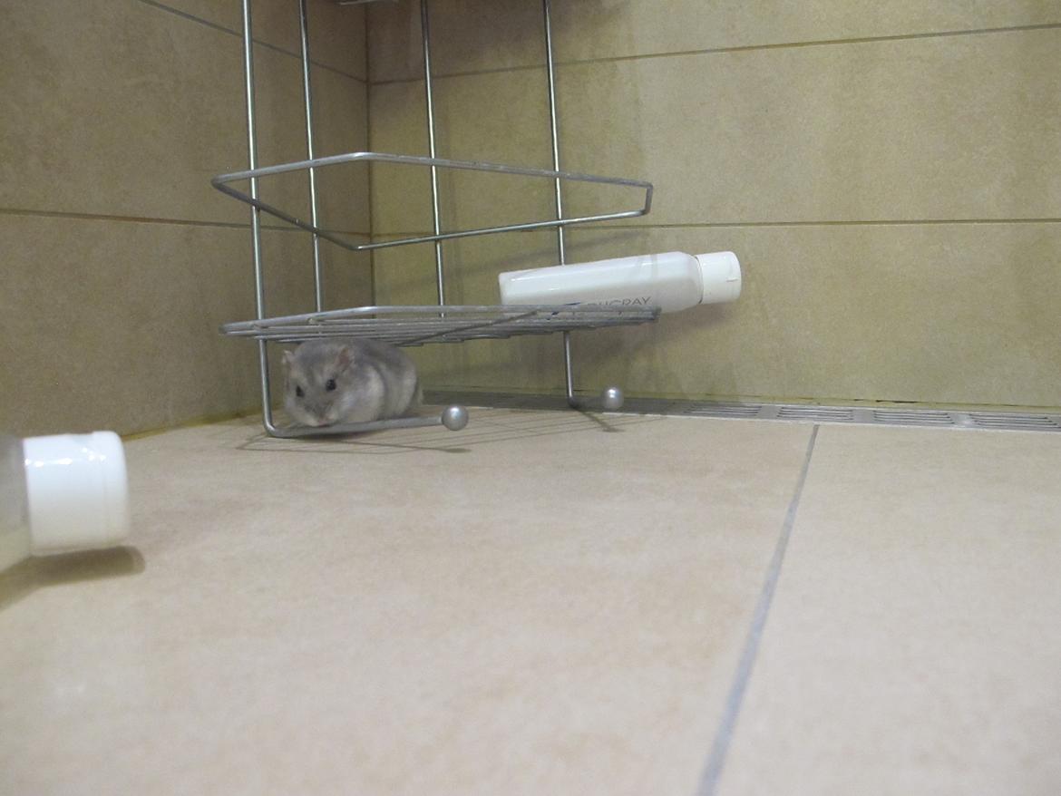 Dværghamster Bimmer ¤ Tykke ¤ - Inde i brusbadet <3 billede 19