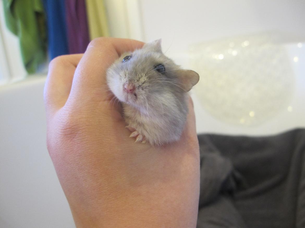 Dværghamster Bimmer ¤ Tykke ¤ - Han er bare så sød! <3 billede 7