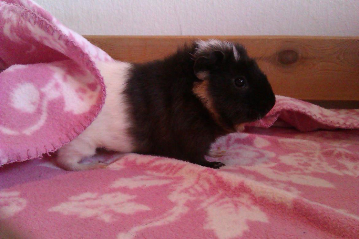 Marsvin Konfine billede 1