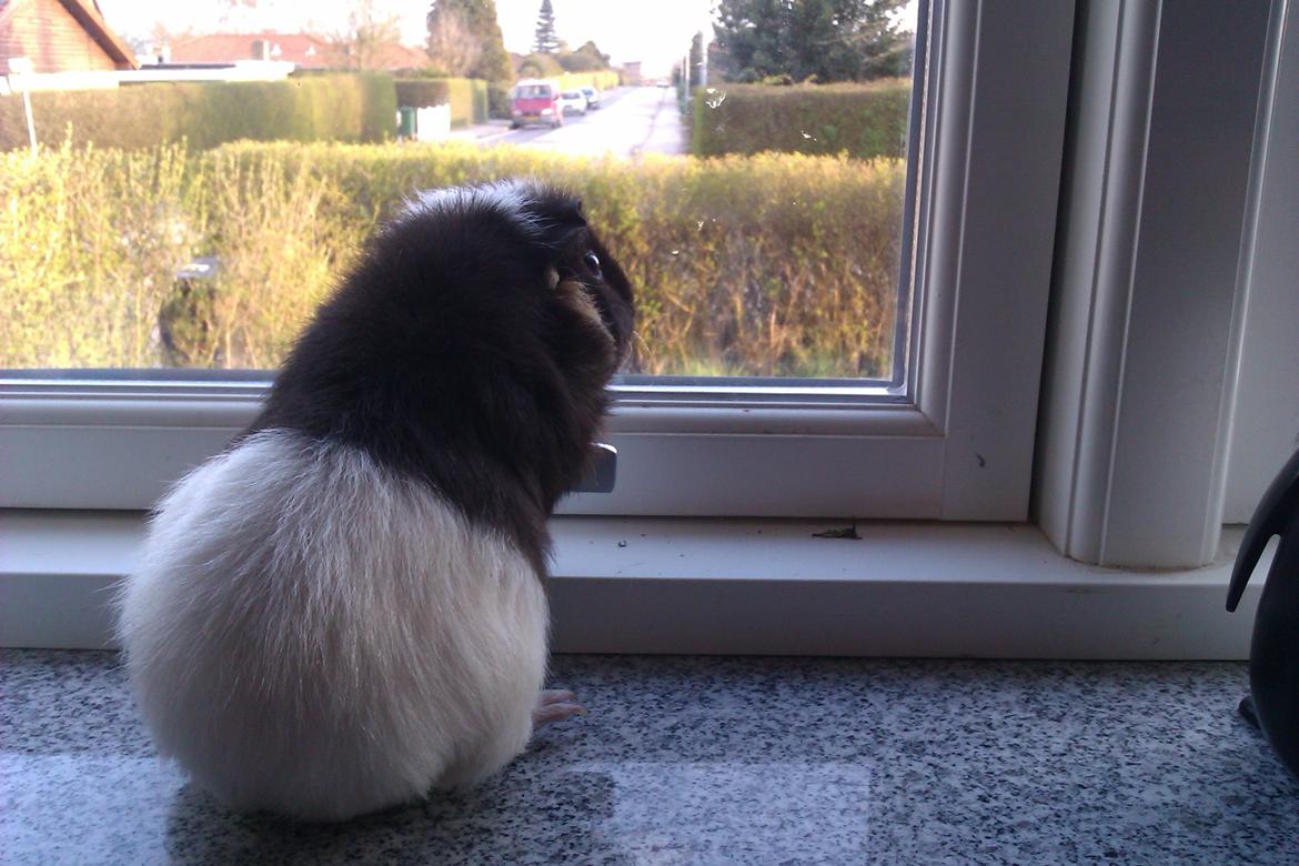 Marsvin Konfine billede 2