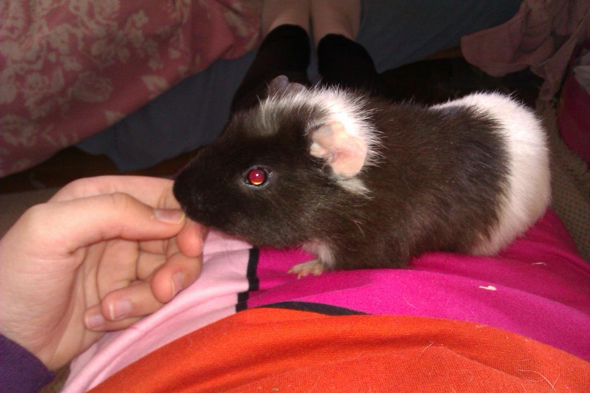 Marsvin Konfine billede 4