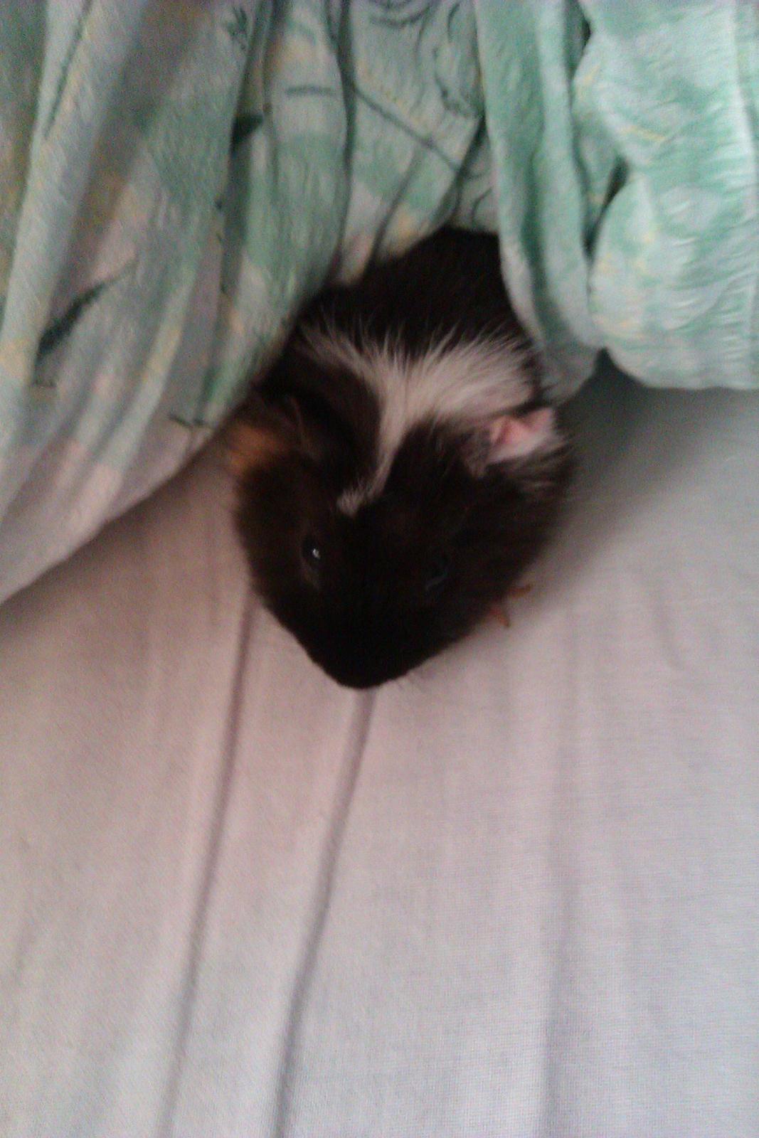 Marsvin Konfine billede 5