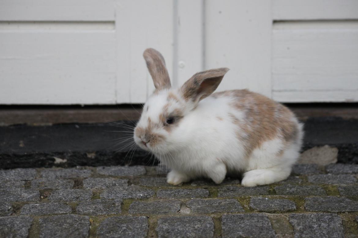 Kanin Zachos Beutiful Baby - Kildevang har taget billedet billede 4