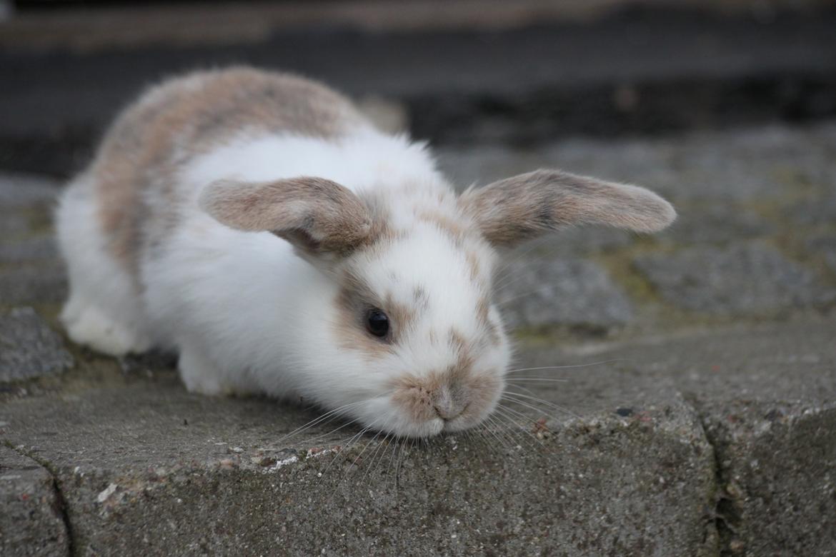 Kanin Zachos Beutiful Baby - Kildevang har taget billedet billede 5