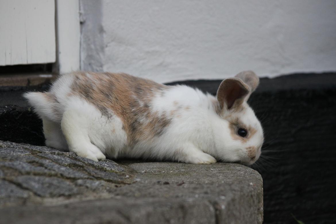 Kanin Zachos Beutiful Baby - Kildevang har taget billedet billede 6