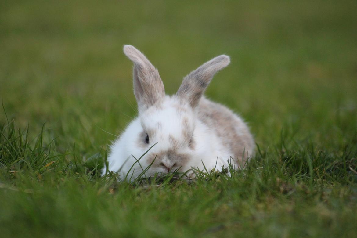 Kanin Zachos Beutiful Baby - Kildevang har taget billedet billede 7