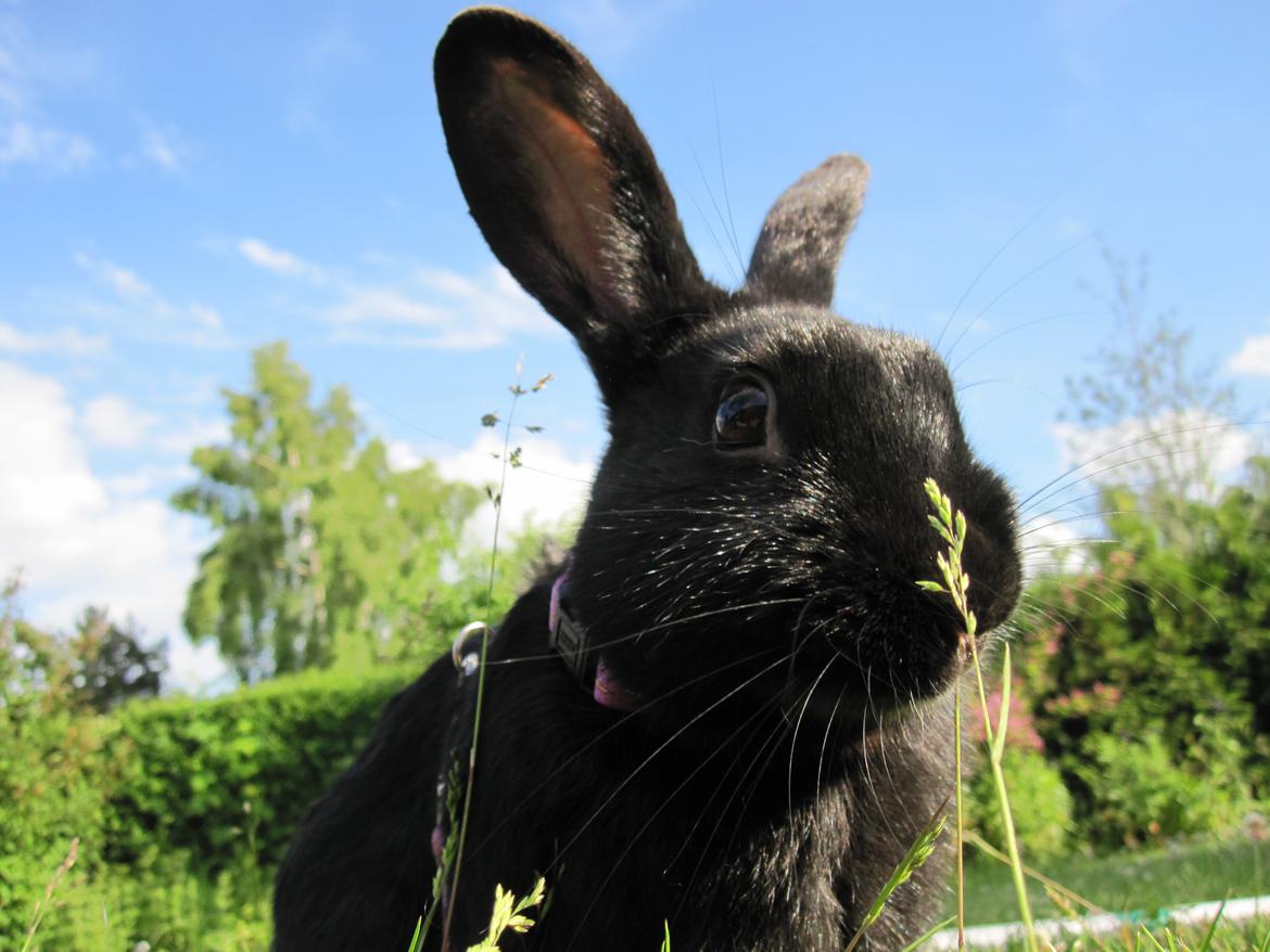 Kanin Blacky-Frederik! - Velkommen til Blackys profil.<3 billede 1