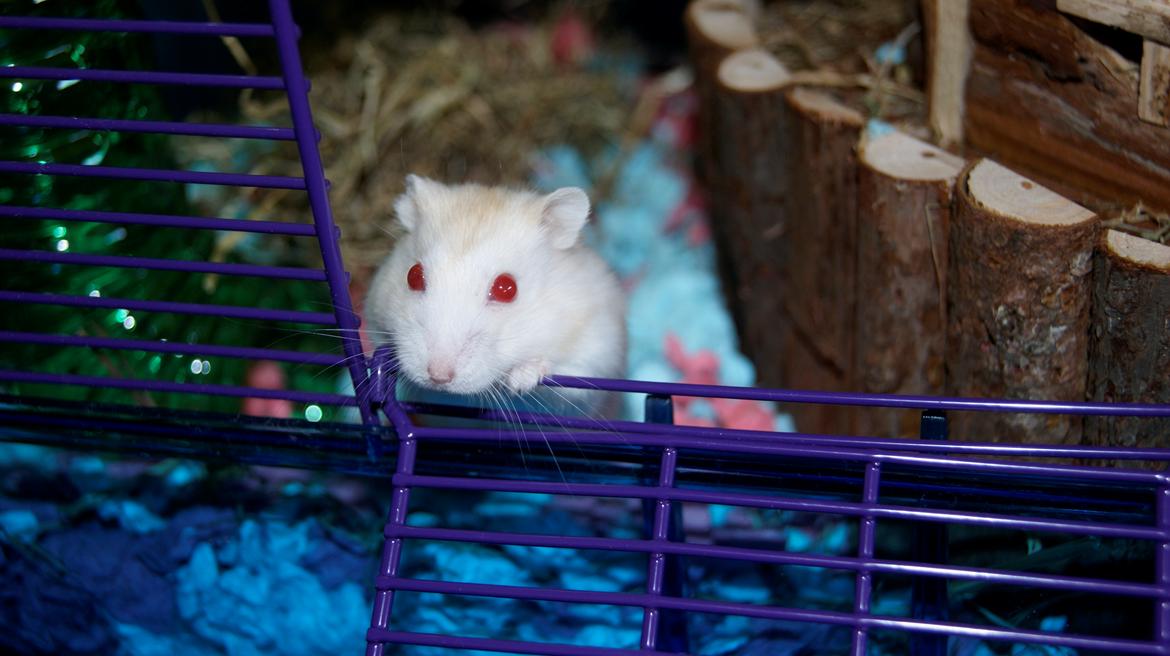 Dværghamster Whitey - Whiteys nye hjem (20/4-12) billede 1