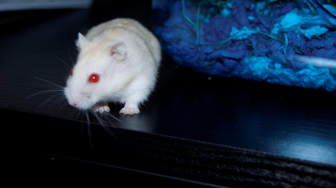 Dværghamster Whitey billede 4