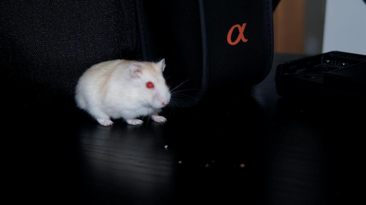 Dværghamster Whitey billede 5