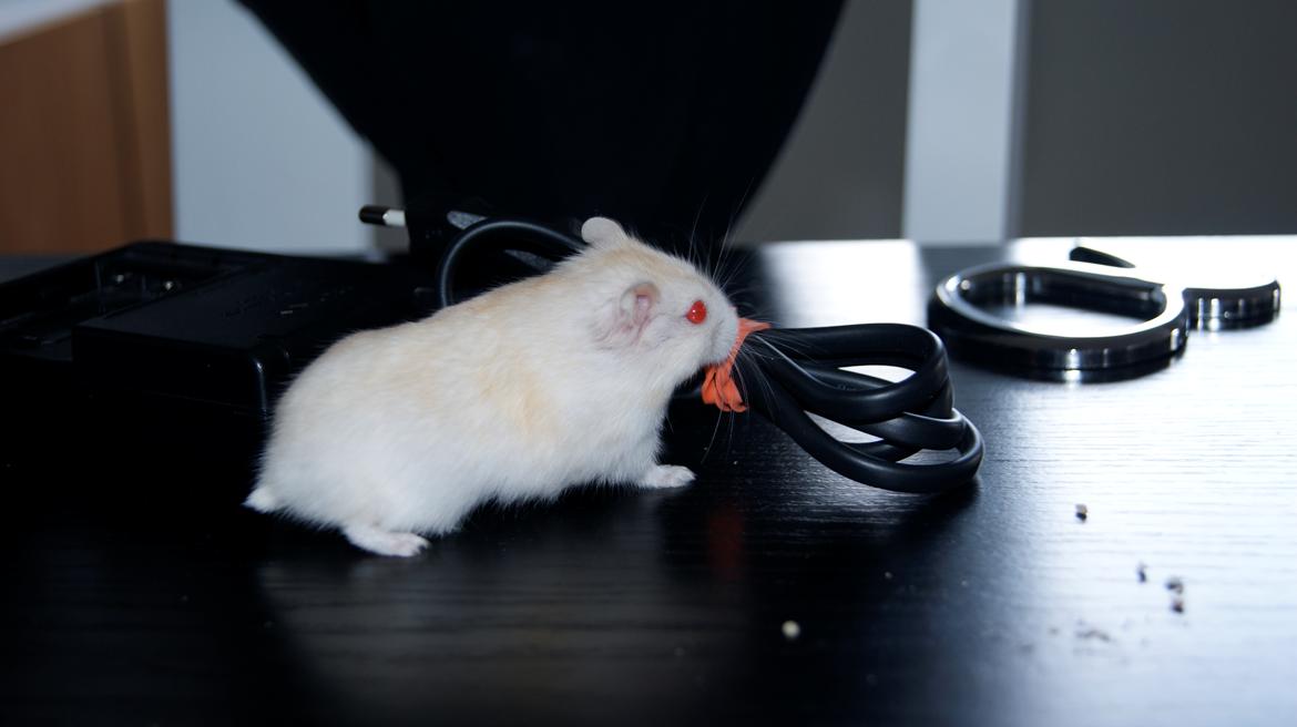 Dværghamster Whitey billede 6