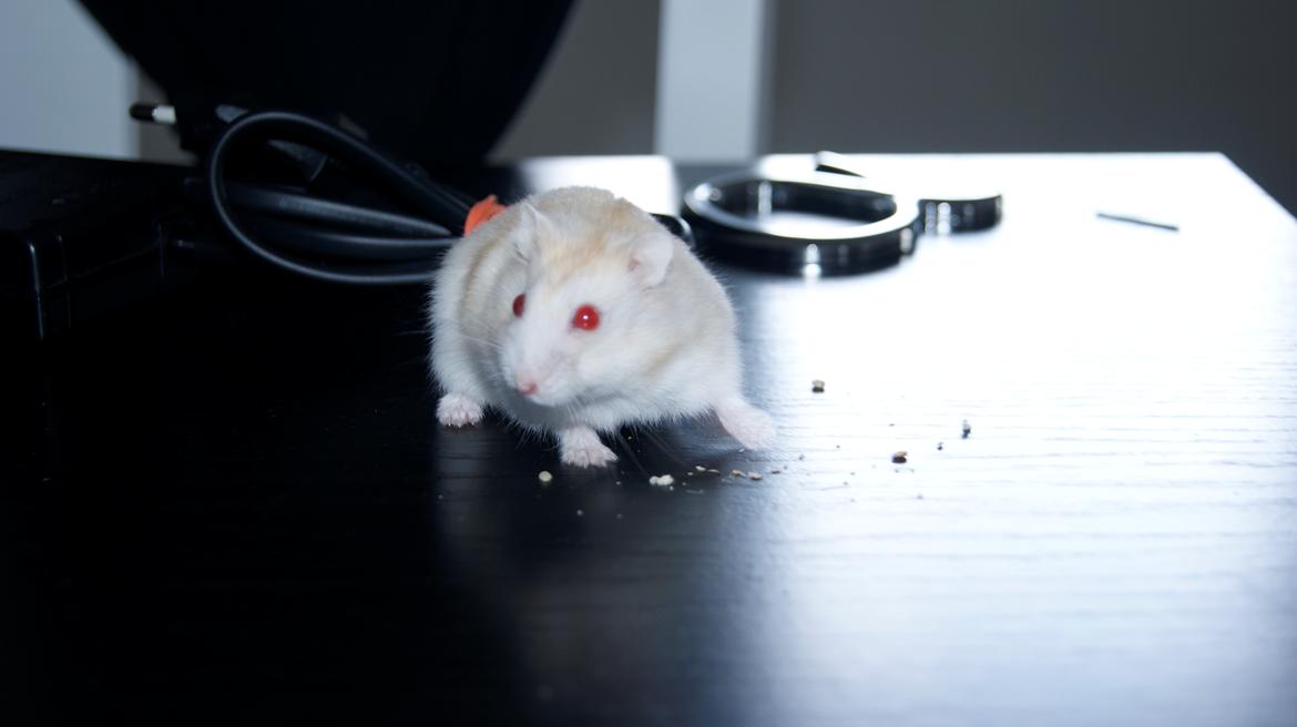 Dværghamster Whitey billede 7