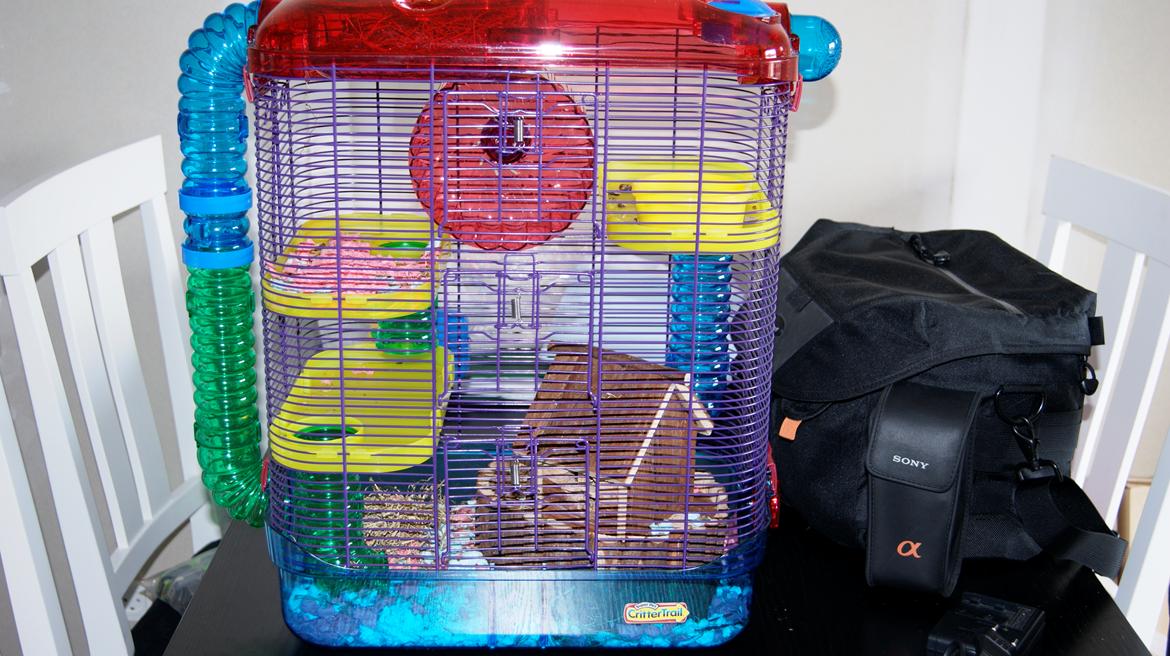 Dværghamster Whitey - Det lille hjem billede 2