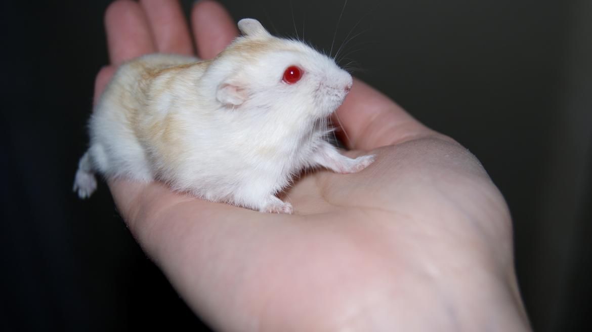 Dværghamster Whitey billede 8