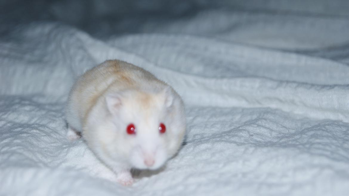 Dværghamster Whitey billede 10