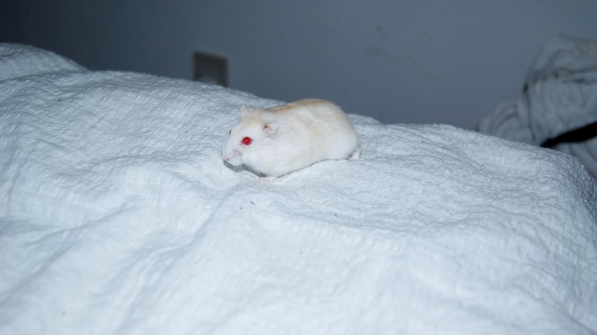 Dværghamster Whitey billede 11