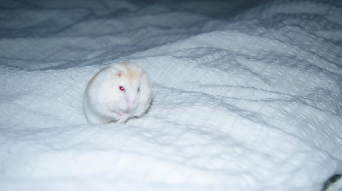 Dværghamster Whitey billede 12