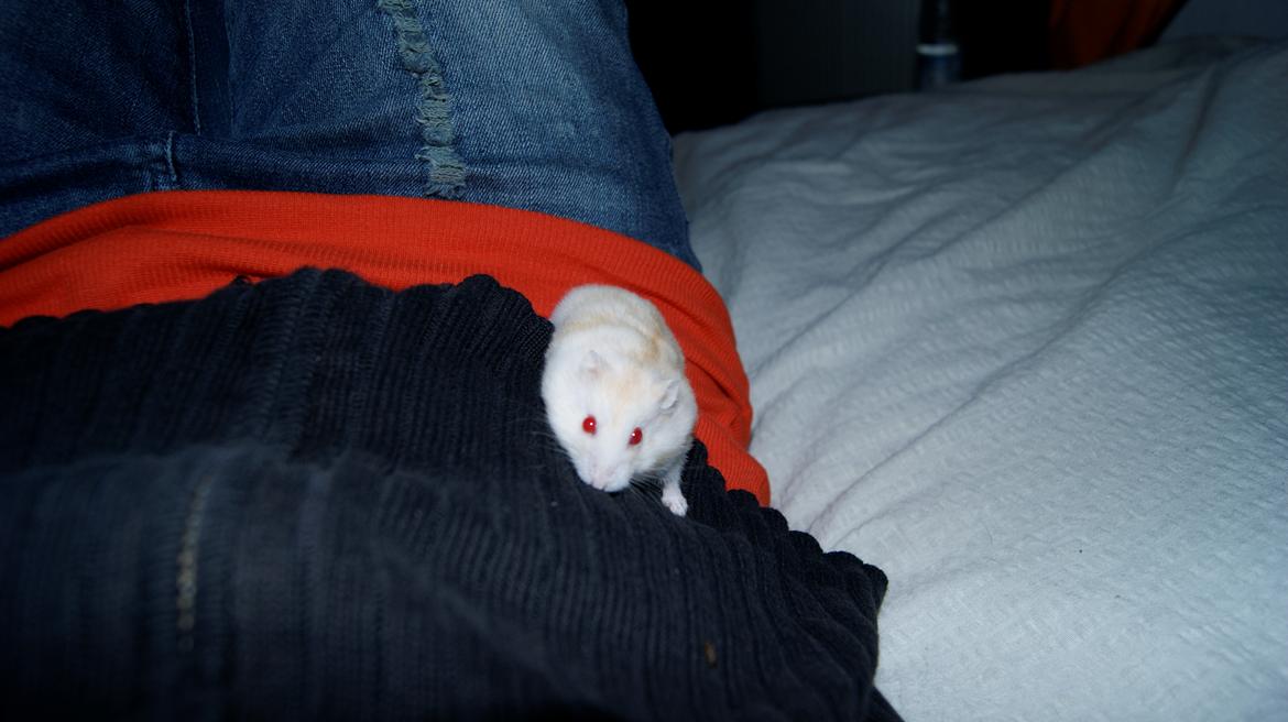 Dværghamster Whitey billede 9