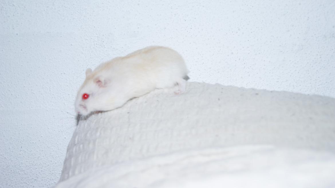 Dværghamster Whitey billede 13