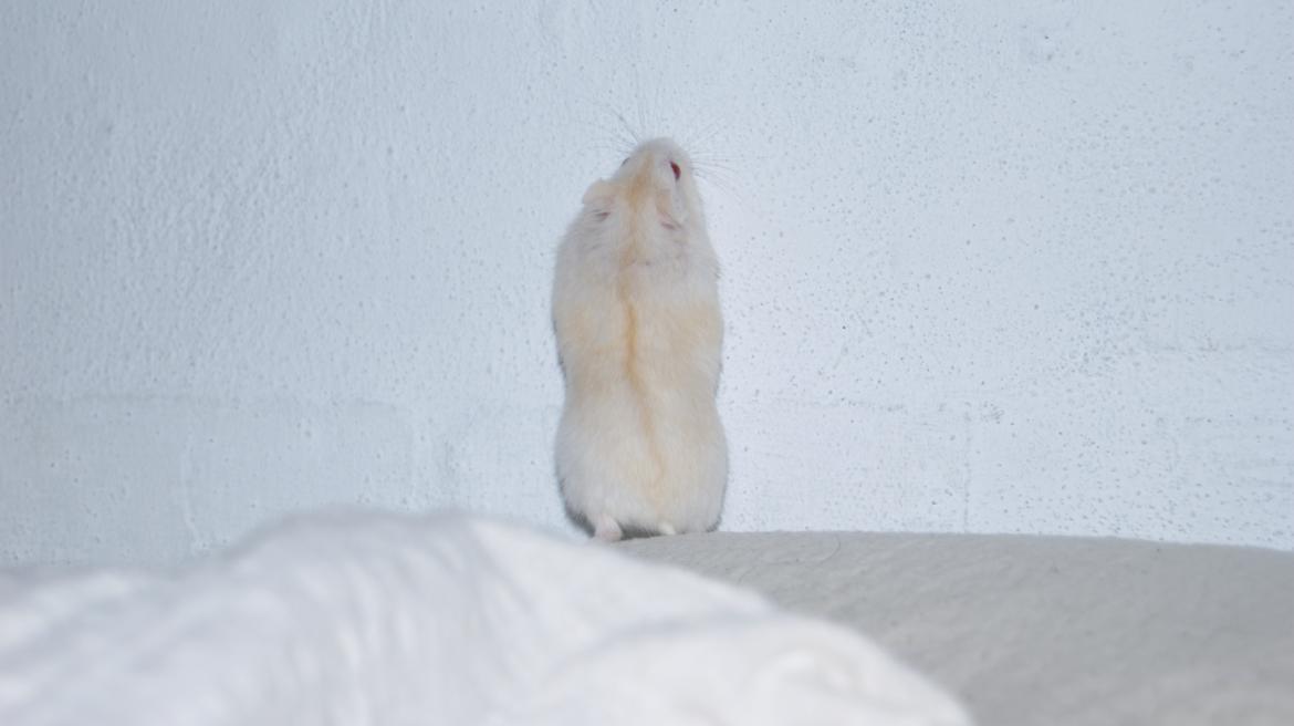 Dværghamster Whitey billede 14