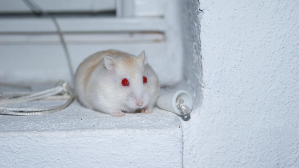 Dværghamster Whitey billede 15