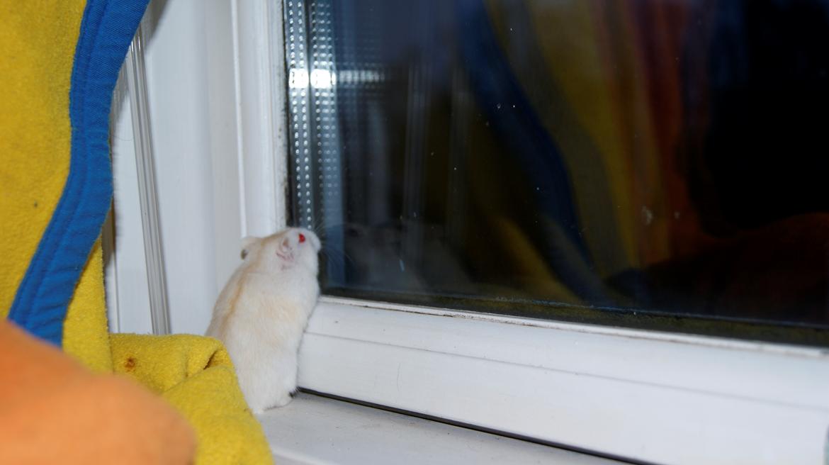 Dværghamster Whitey billede 16