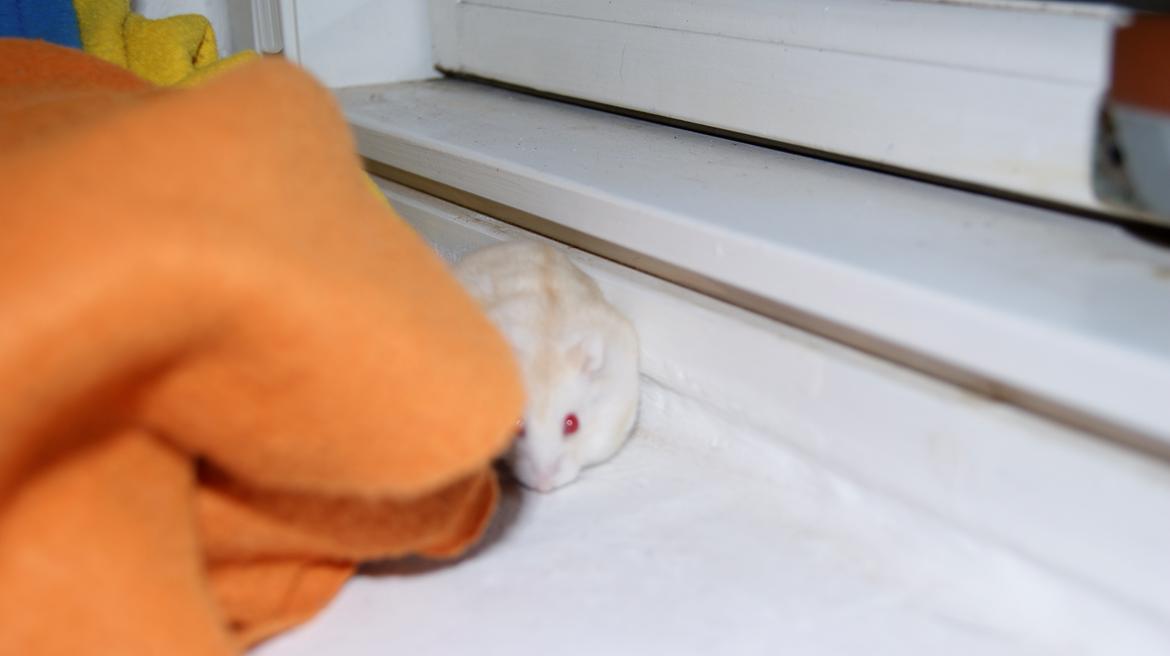 Dværghamster Whitey billede 17