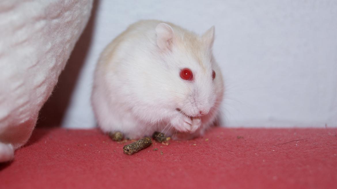 Dværghamster Whitey billede 18