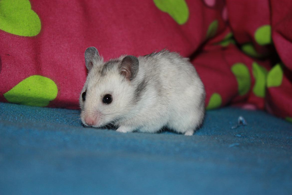 Hamster Chocolate Chip *Chippy* - Den lille fotogene herre XD
Foto : Mig
23.04.12 billede 9