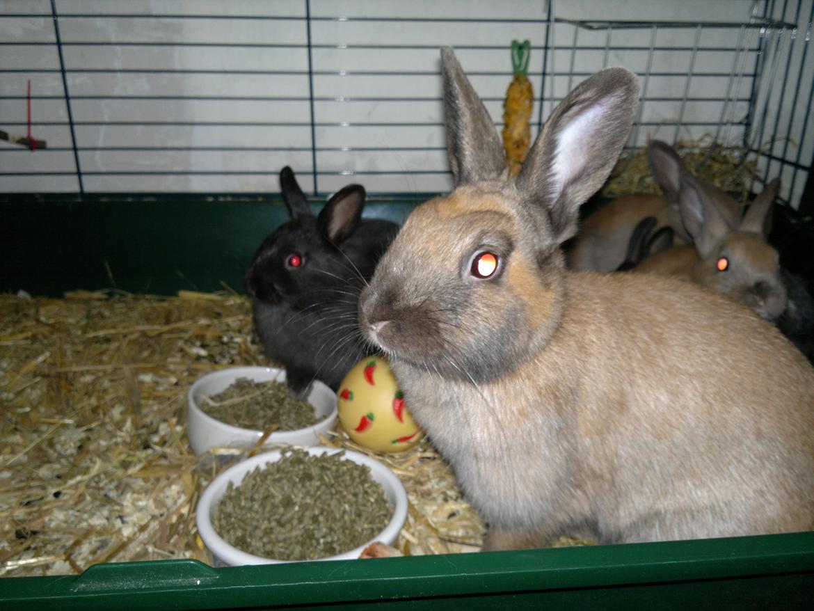 Kanin Baunty billede 1