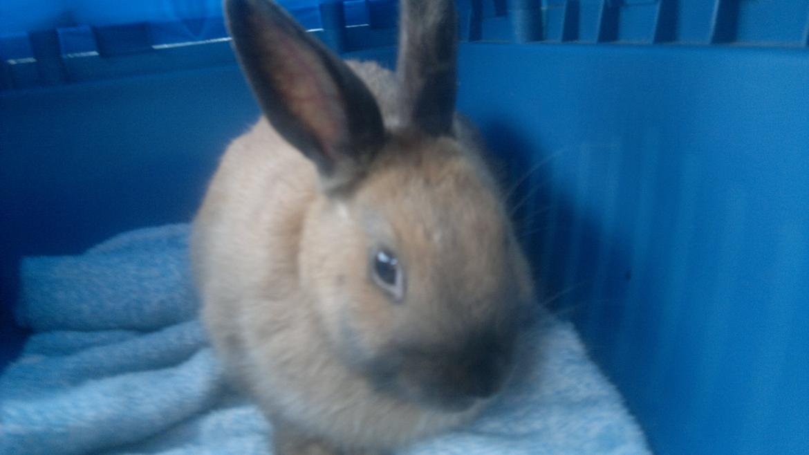 Kanin Baunty billede 2