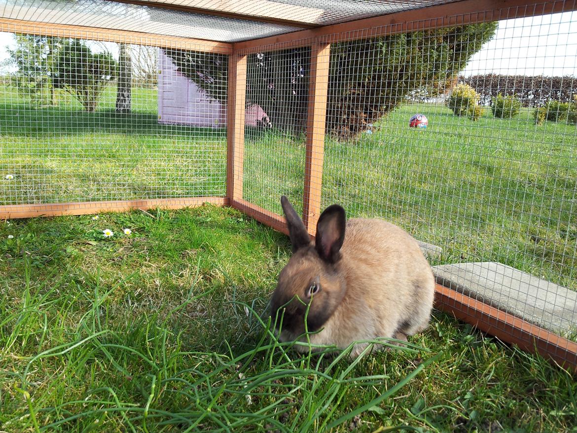 Kanin Baunty billede 3