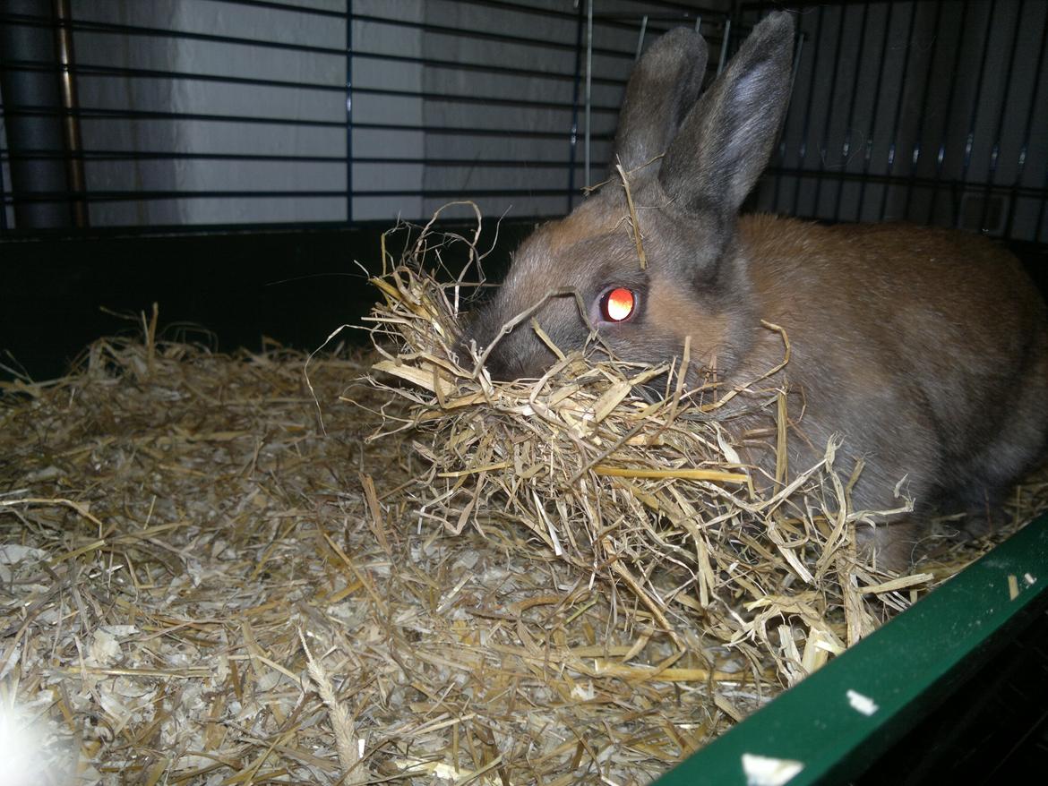 Kanin Baunty billede 4