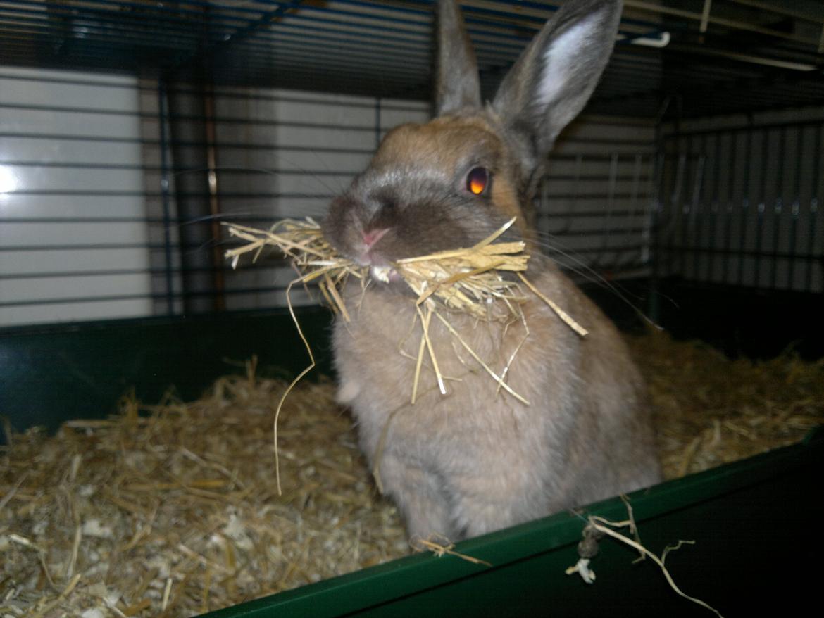 Kanin Baunty billede 5