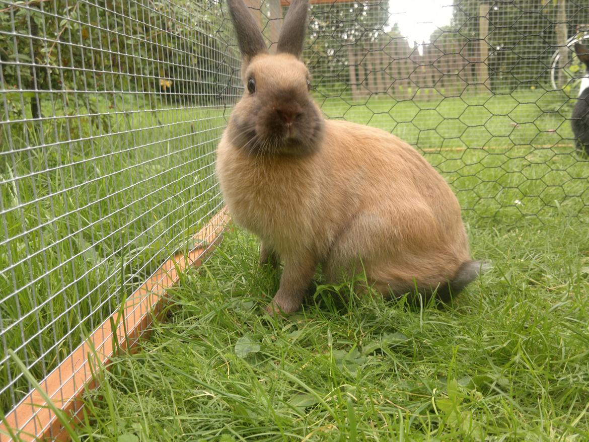 Kanin Baunty billede 6