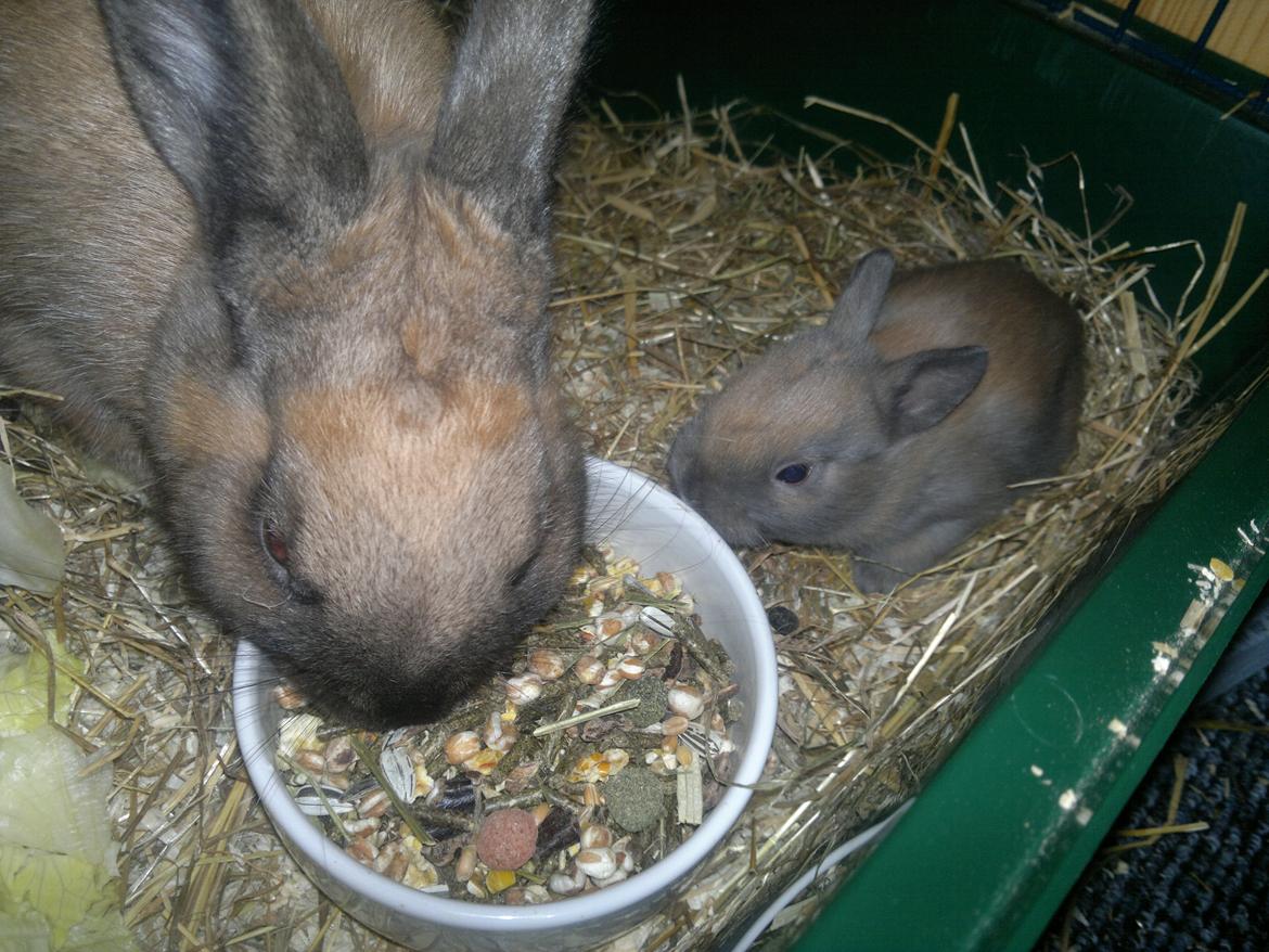 Kanin Baunty billede 7