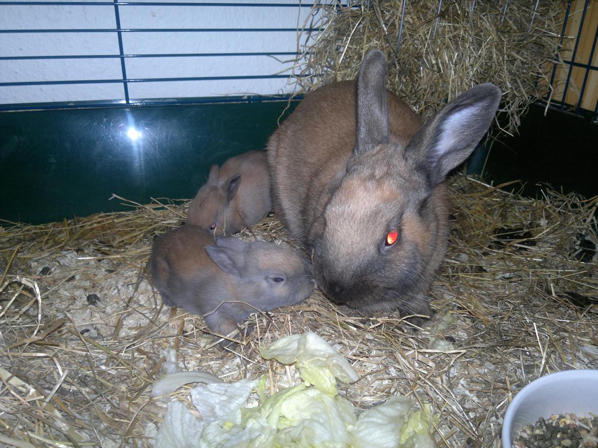 Kanin Baunty billede 8